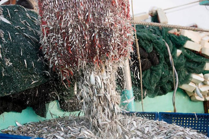 quy trình sản xuất nước mắm từ khâu chọn cá cơm chất lượng