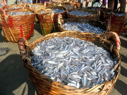 Cần xé chứa đầy cá cơm