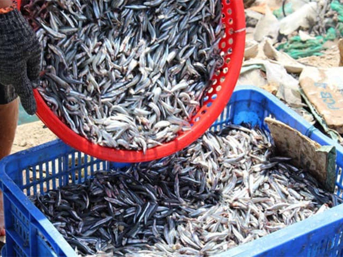 Đánh bắt cá cơm than làm nước mắm Nam Ngư