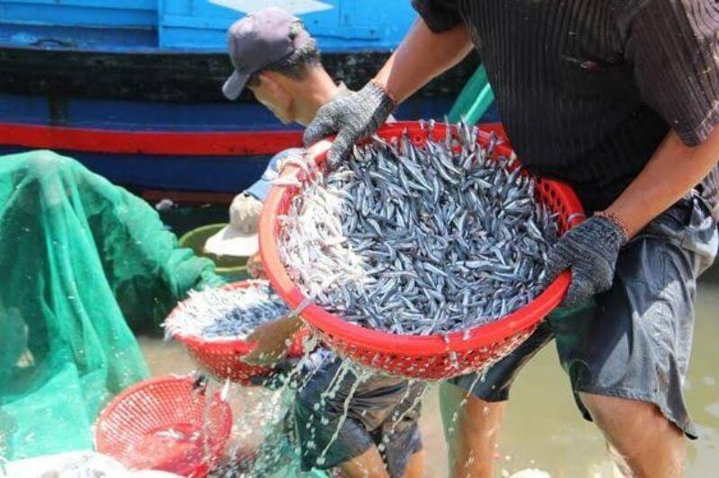 Quy trình trộn muối cá cơm Nam Ngư